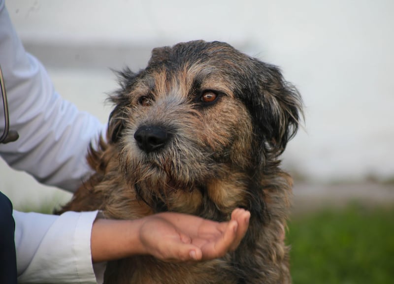 Perrita Barbitas se recupera de balazos que le dieron en Toluca