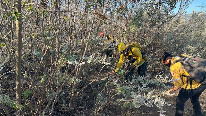 Incendio en Bosque La Primavera