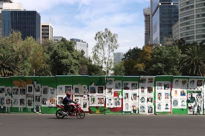 Ahuehuete de Reforma luce verde 8 meses después de haber sido plantado.