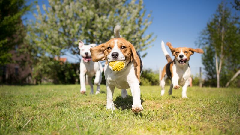 Tendencias en la alimentación de las mascotas