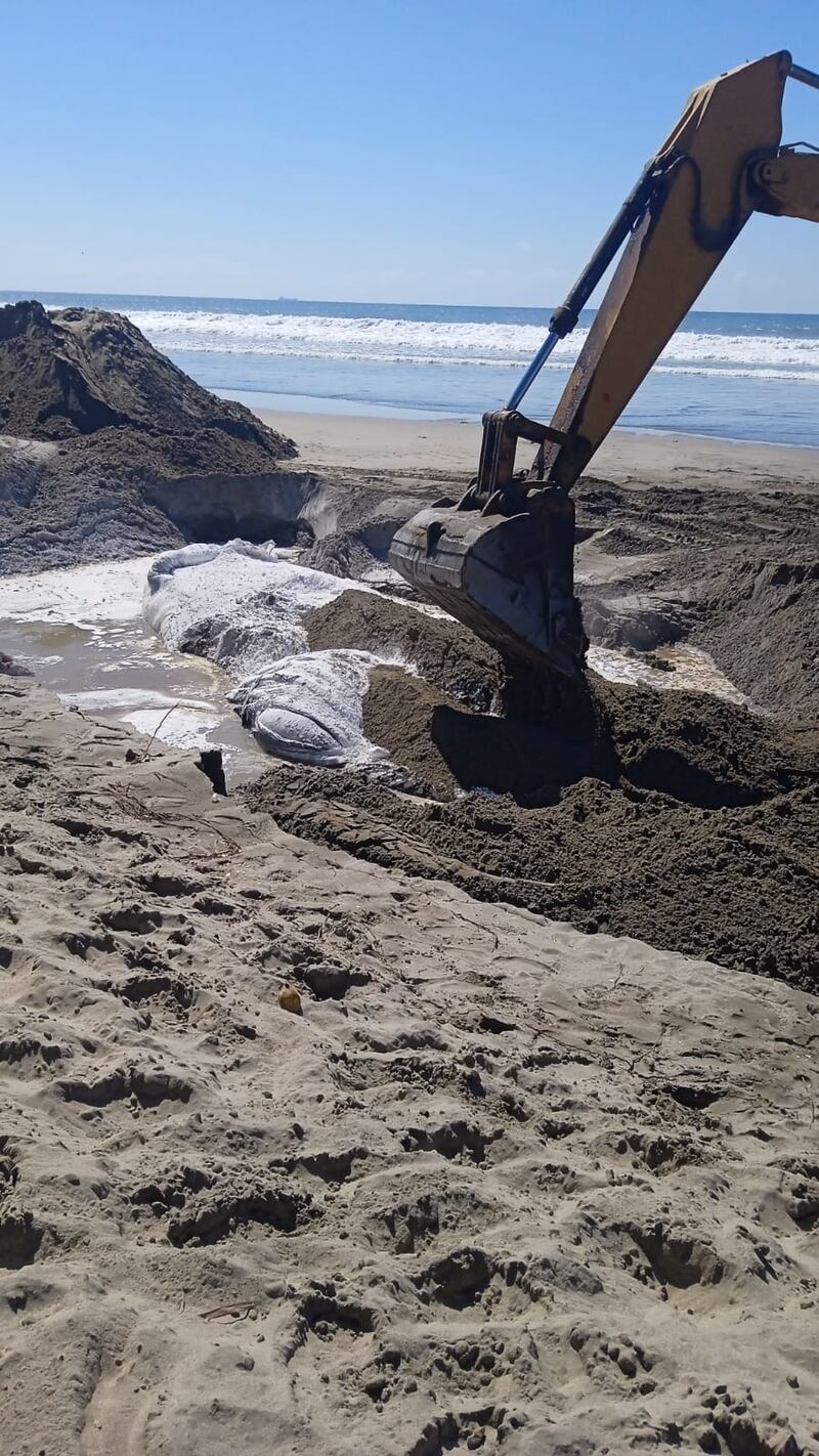 Polémico entierro de una ballena en las playas de Acapulco ¿era buena solución?