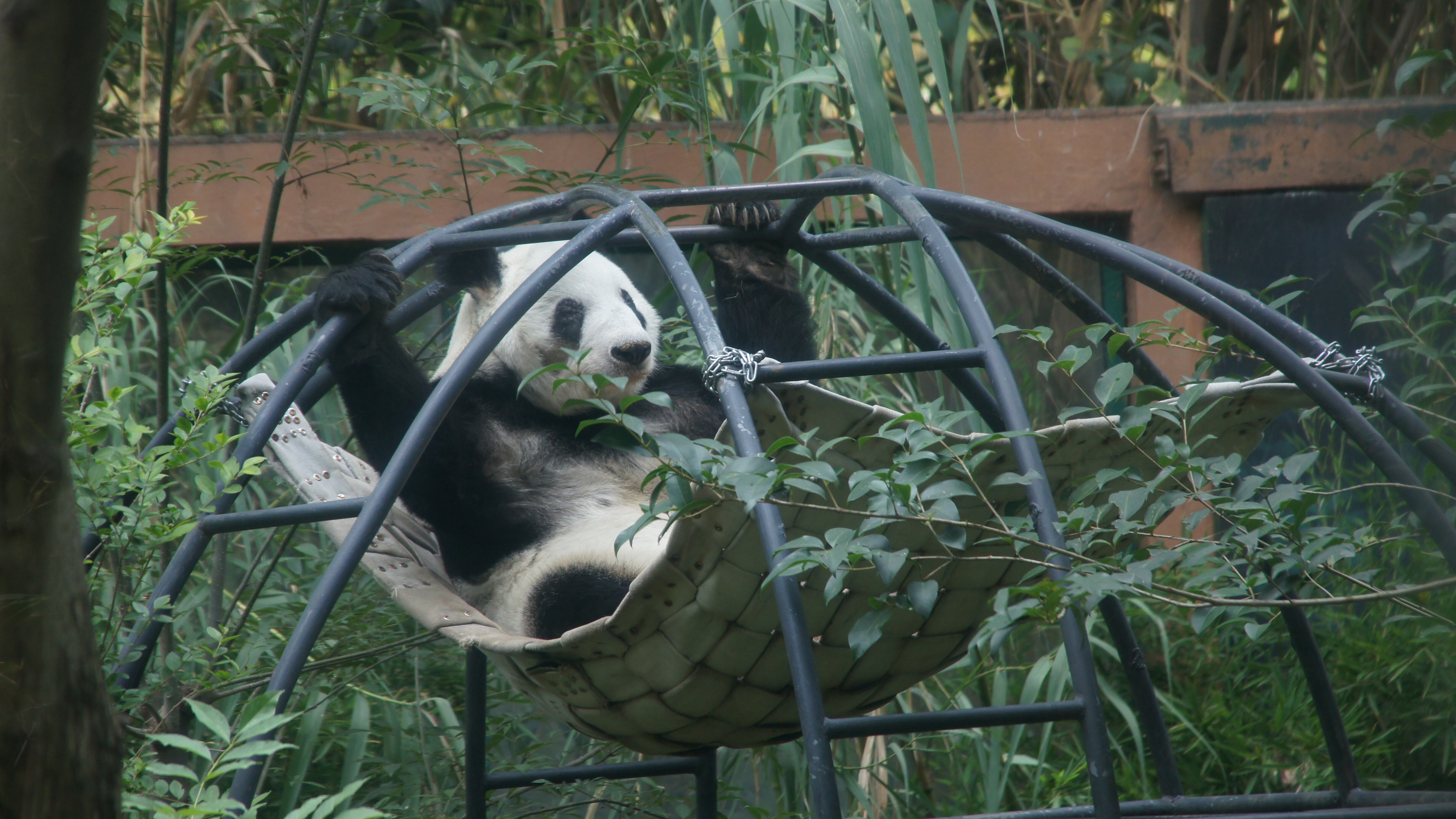 Panda Xin Xin del Zoológico de Chapultepec cumple 34 años