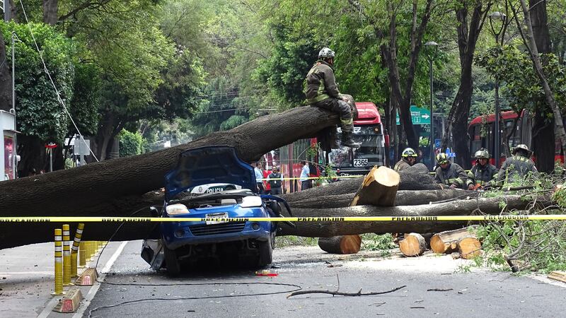 Árbol cae sobre vehículo en estación Nápoles del Metrobús