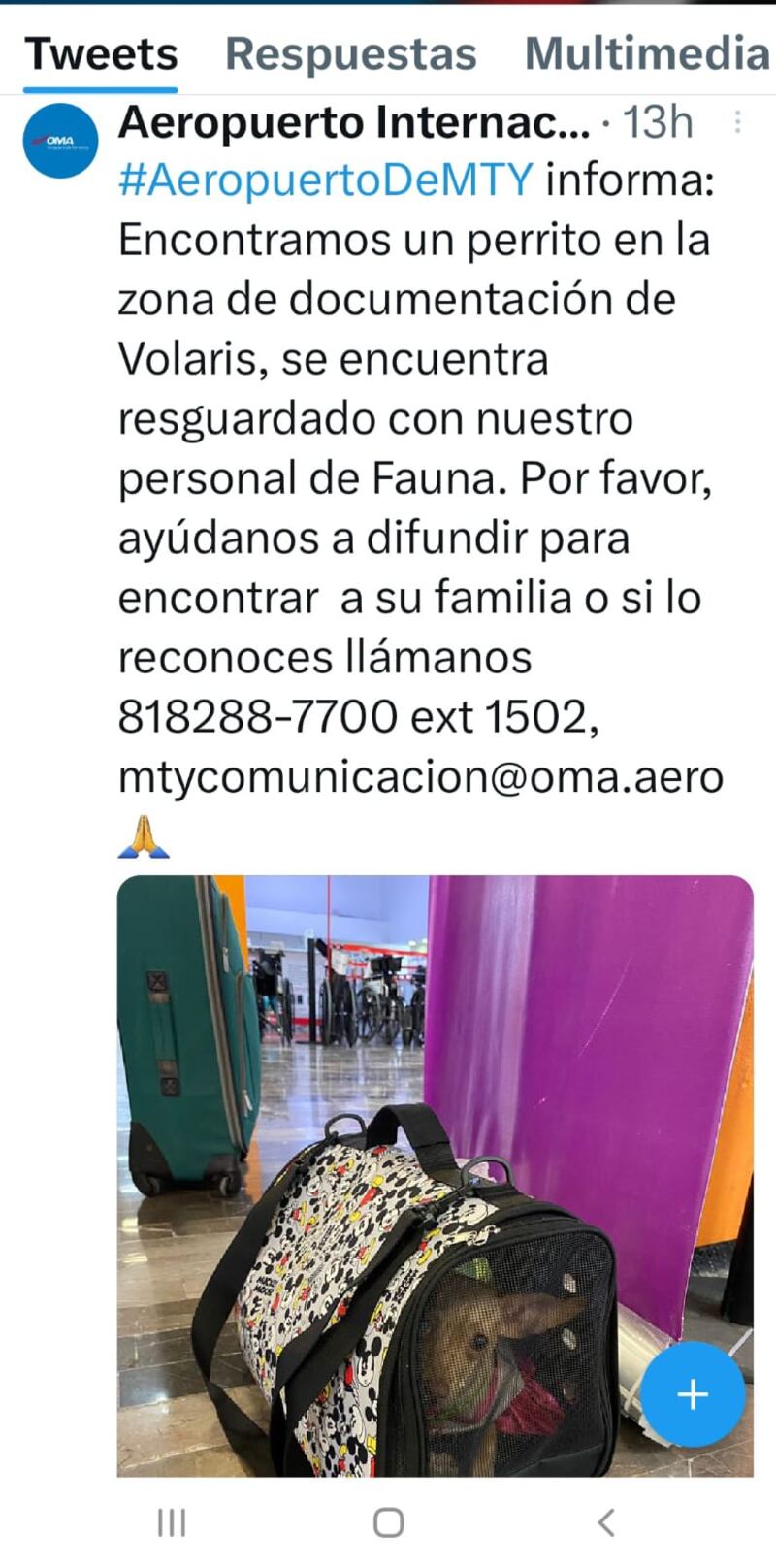 El aeropuerto solicita ayuda para encontrar a la familia de la mascota.