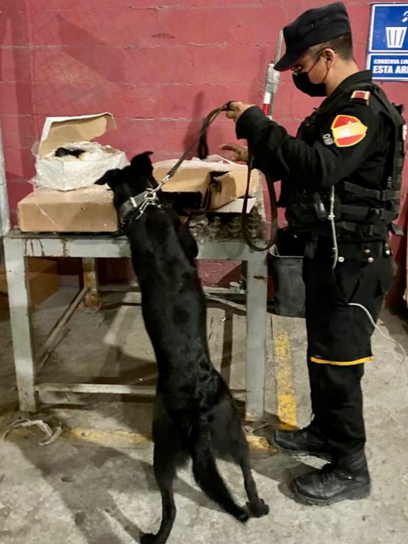 Los binomios caninos desempeñaron un papel importante en la detección de la droga.