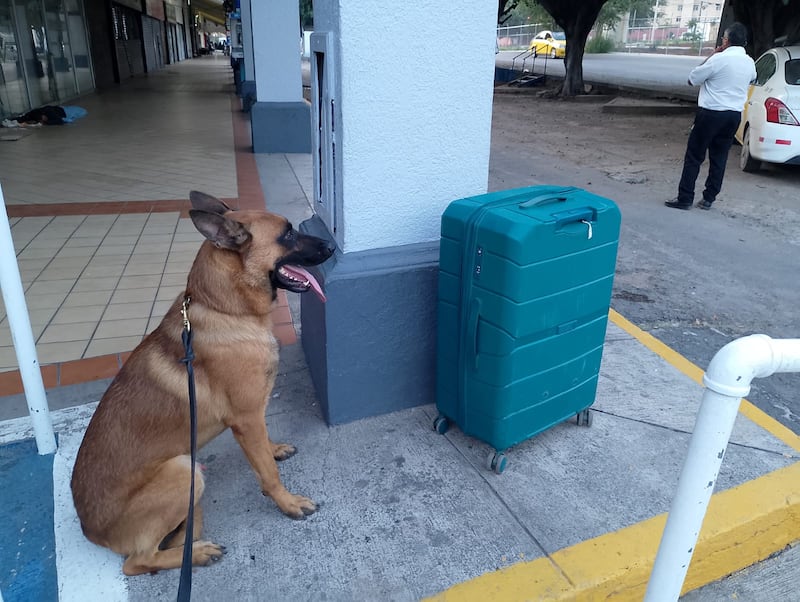 Binomio canino de la Guardia Nacional