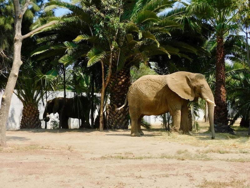 Elefanta Ely y Gipsy conviven más tiempo en Zoológico de Aragón