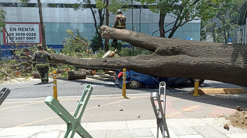 Árbol cae sobre vehículo en estación Nápoles del Metrobús