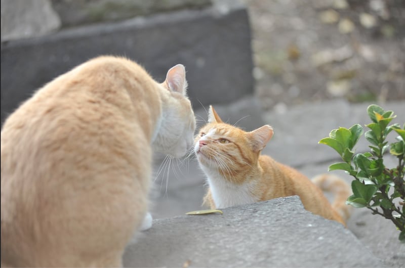 Gatos en la CDMX