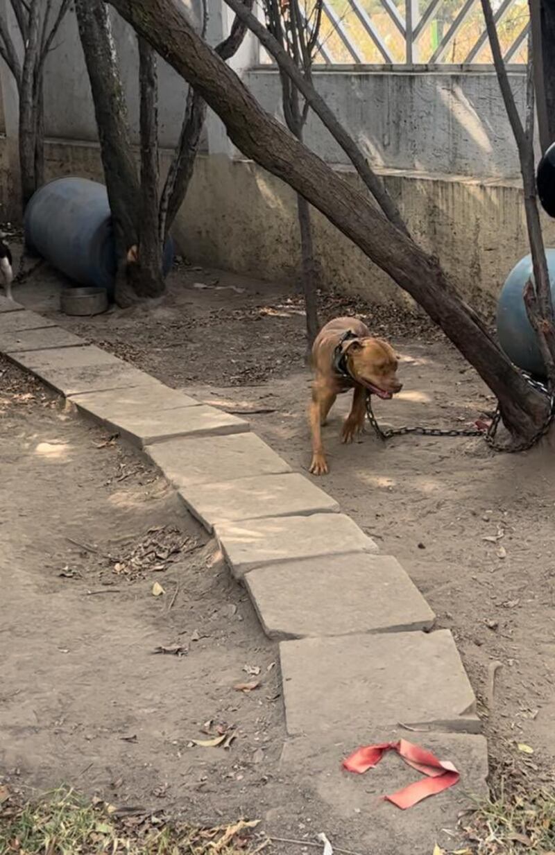 Maltrato animal: rescata a coyote, perros, conejos y gatos en Ixtapaluca