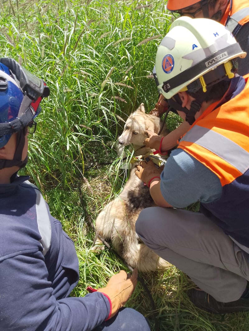 Rescatan a perro que cayó en registro de la estación Múzquiz