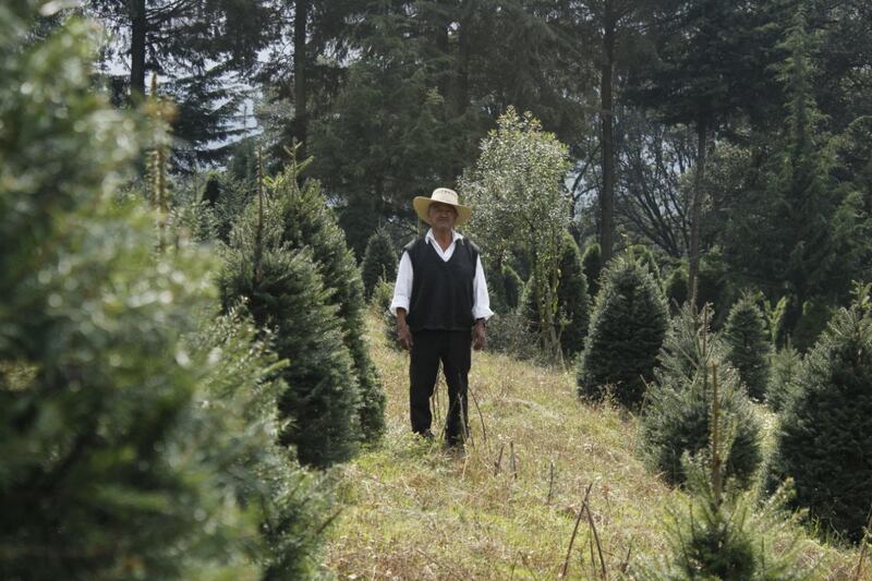 Tlalpan árboles de navidad