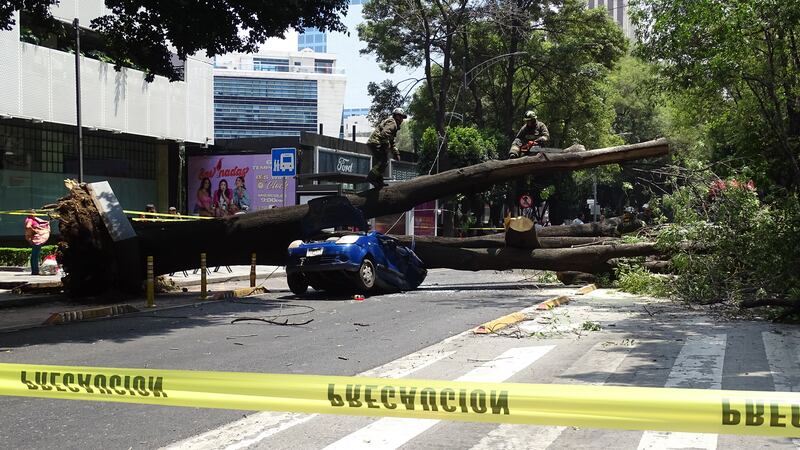 Caída de árbol en Insurgentes deja daños materiales y afectación vial