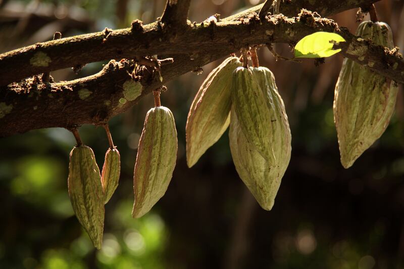 Esta serie se compone de cuatro episodios donde Markus Martínez Burman, fotógrafo documental y explorador de National Geographic, revelará todo lo que hay detrás del cacao