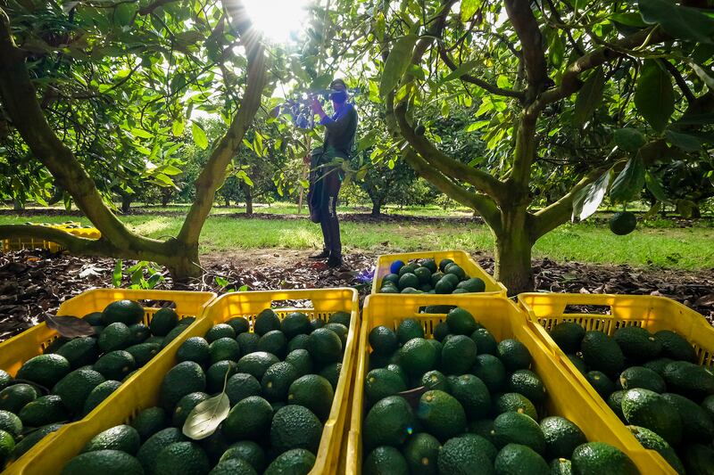 La producción de aguacate es de las más cuestionadas por los efectos medio ambientales adversos que genera.