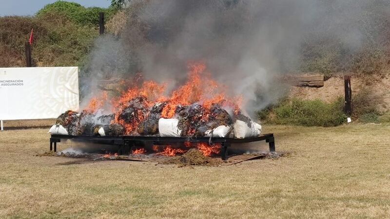 Marihuana: FGR incinera casi 100 toneladas durante 2022