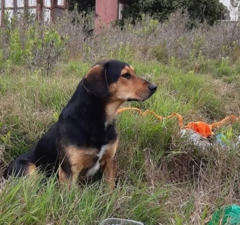 Perro Peluchín La Serena