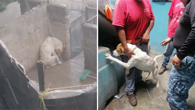 Perrito Leo rescatado de una azotea en la CDMX por maltrato animal