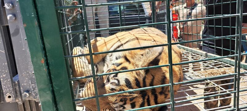 El tigre que huyó se escondió detrás de una estructura para tirar escombro.