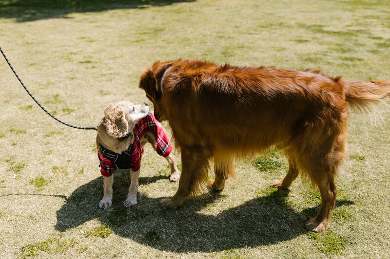 Estos parásitos son una amenaza constante durante todo el año. Conoce las maneras de proteger a tu mascota de ellos.