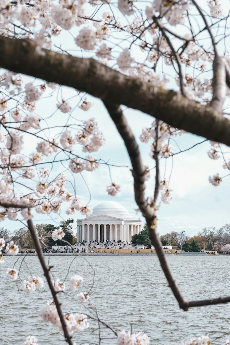 La primavera en Washington, DC, es sinónimo de cerezos en flor. Te contamos todo sobre el Festival, los eventos más destacados y los mejores consejos para capturar la foto perfecta de la floración máxima