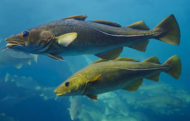 Tres recetas de bacalao