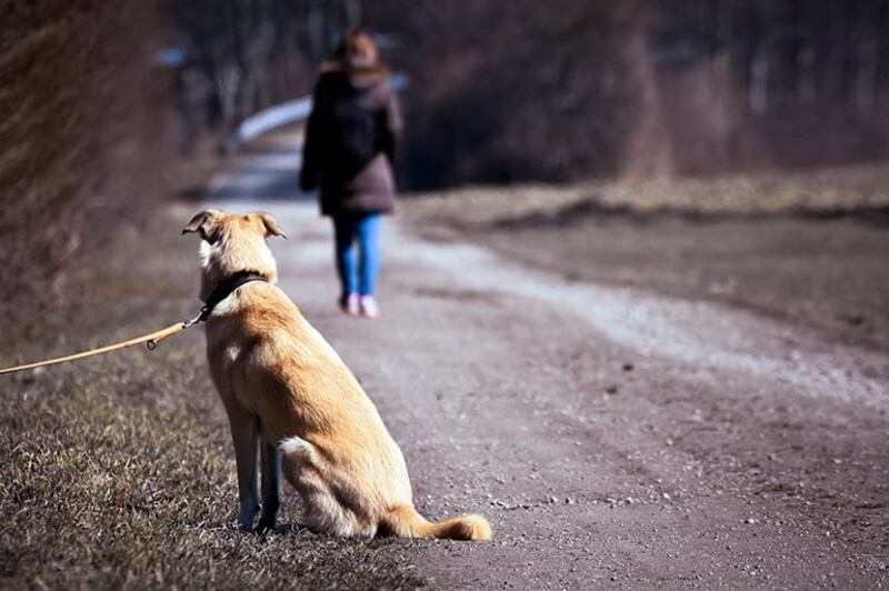 Abandono de mascotas