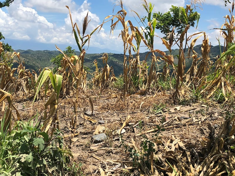 Fenómeno de El Niño: Urgen atender hambre estacional