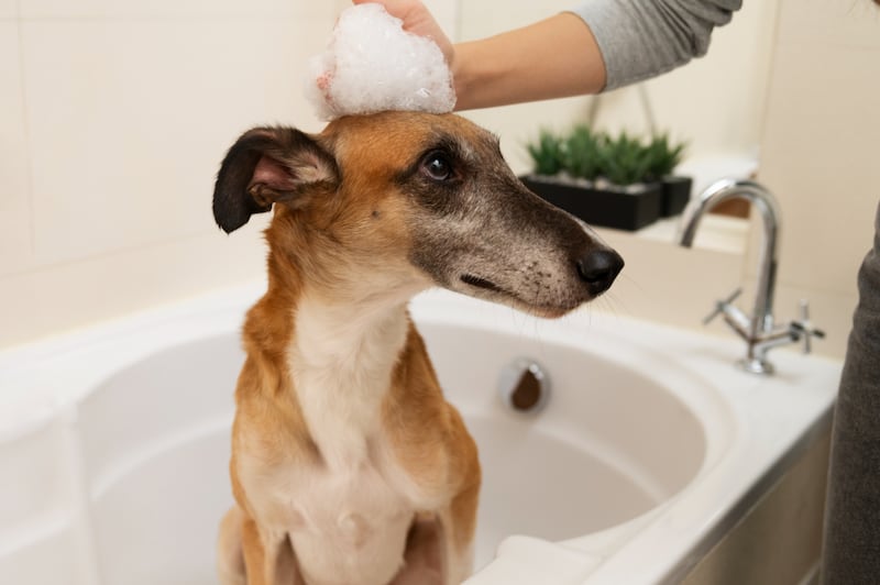 Cuidar el pelaje y la piel de tu mascota es vital para mantenerlo sano, conoce cómo puedes velar por su salud desde la limpieza