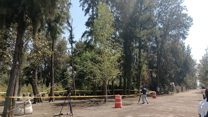 Ahuehuete plantado en Vivero Nezahualcóyotl.