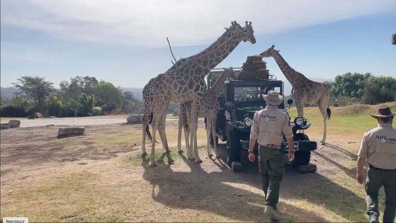 Hoy la jirafa Benito conoce a su nueva familia en Africam Safari