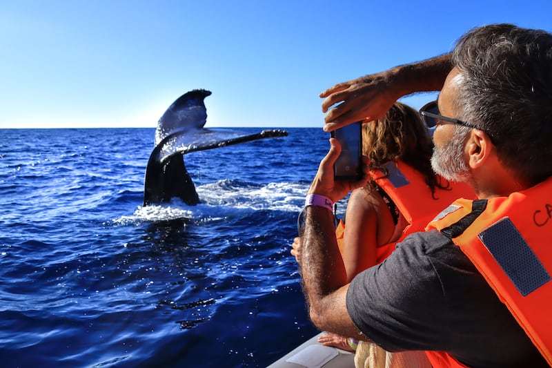 Descubre cuándo y dónde ver ballenas jorobadas en las costas mexicanas. Una guía completa sobre su migración, las mejores temporadas para apreciarlas