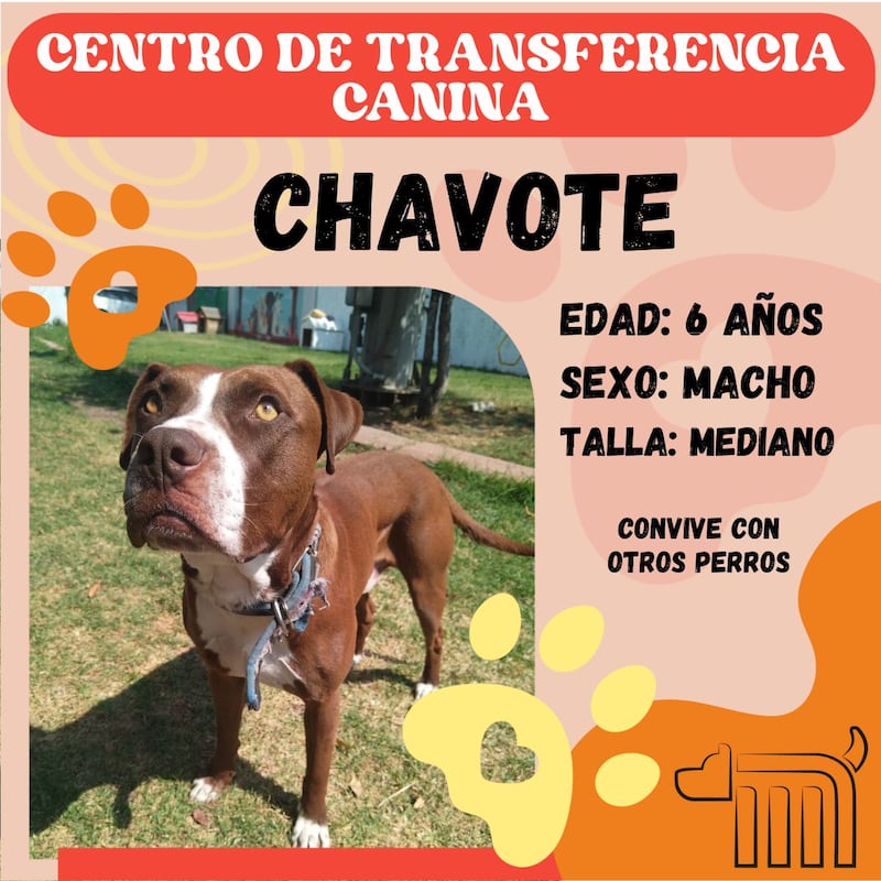 Chavote, perrito en adopción