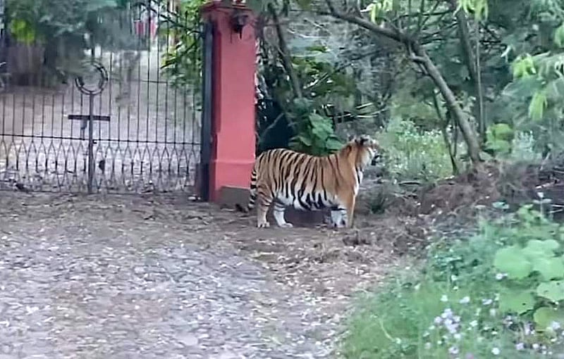 No se reportan personas o animales que hayan sido atacados por el felino.