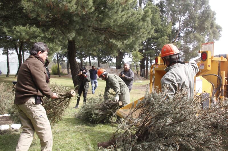 Reciclan árboles de Navidad en Edomex para fabricar juguetes