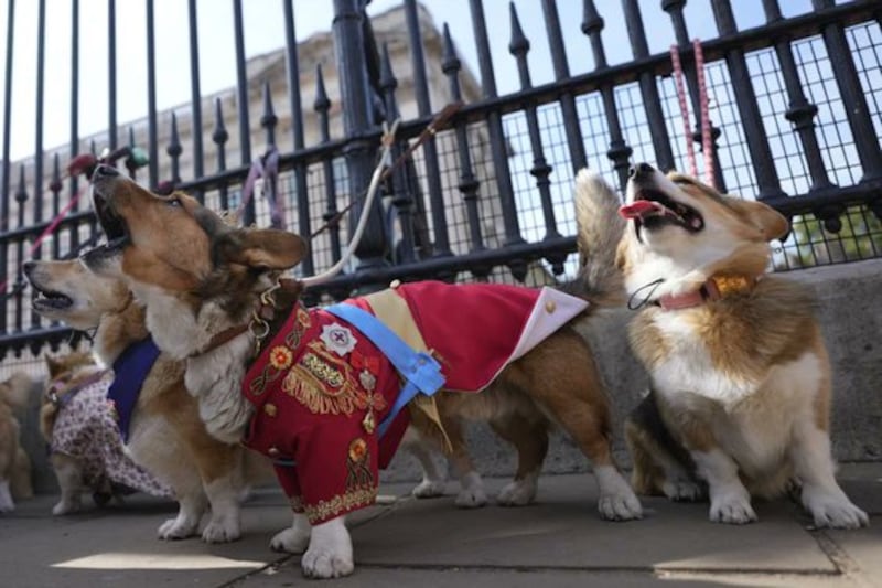 Perros corgi desfilan en honor de la reina Isabel II, frente a Palacio de Buckingham