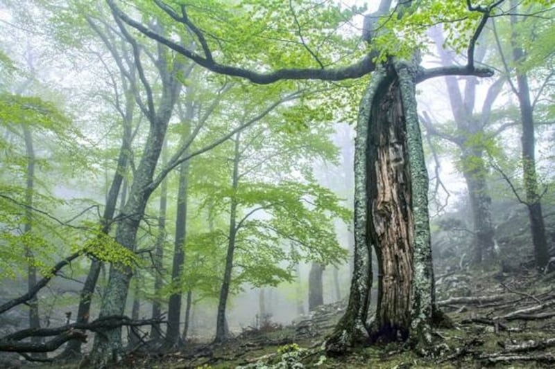 Bosques antiguos y primarios de hayas de los Cárpatos y otras regiones de Europa