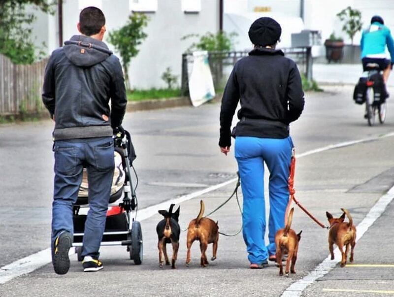 Familia y mascotas