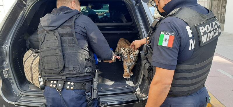 Tigre rescatado en El Marqués, Queretaro