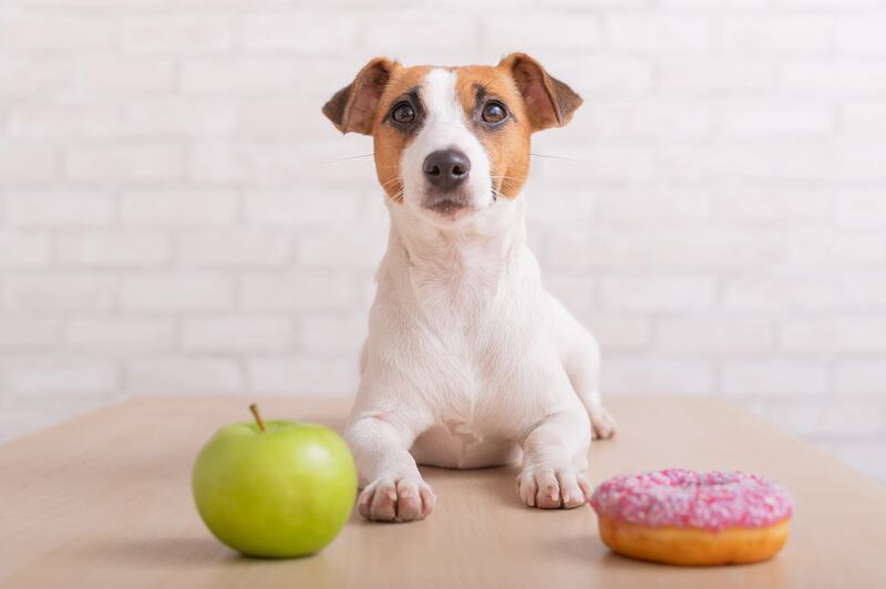 FOTO: Cortesía/ MSD Salud Animal en México