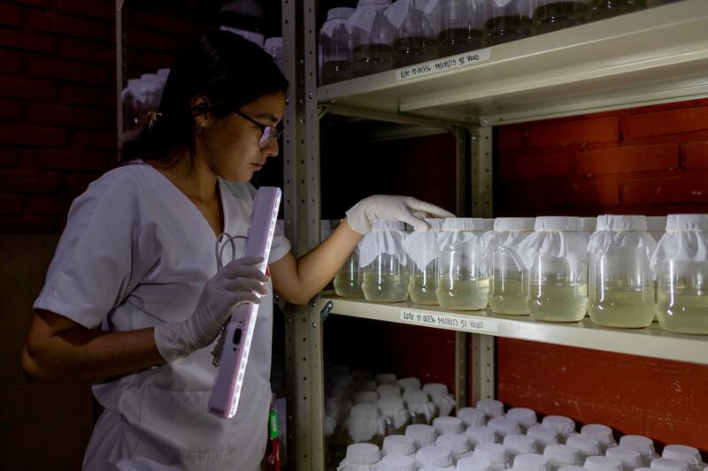 Tegucigalpa, Honduras, agosto de 2023. Yosselin Vásquez, asistente de laboratorio de MSF, examina larvas de mosquitos Aedes aegypti portadores de la bacteria Wolbachia. Una vez que las larvas se conviertan en mosquitos adultos y sean liberadas, la bacteria Wolbachia reducirá la capacidad de los mosquitos para transmitir arbovirus, como el dengue y la fiebre amarilla, esto con el objetivo de reducir el número de personas afectadas por el dengue en la zona.