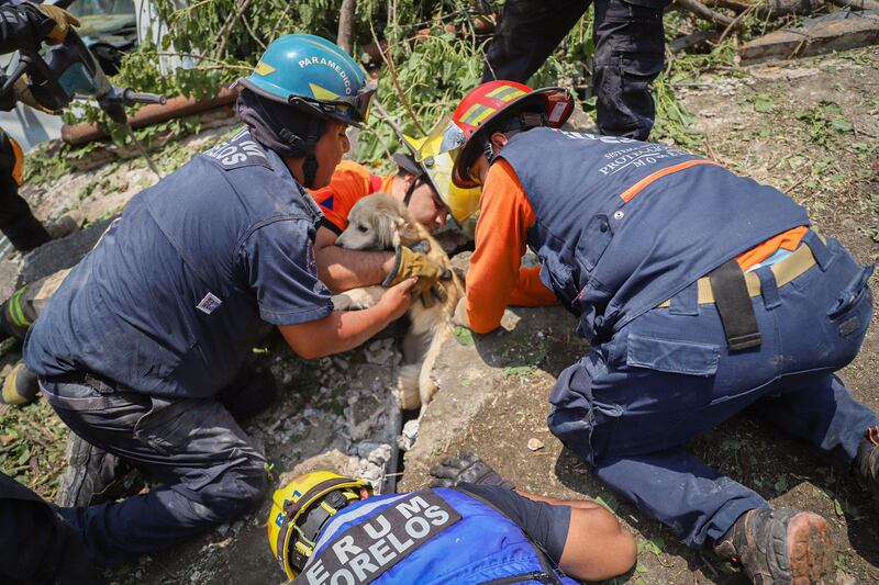 Perro rescatado tras el derrumbe de un cerro en Cuernavaca.