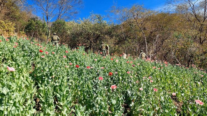 Amapola Sedena y Guardia Nacional destruyen sembradío 6.5 hectáreas