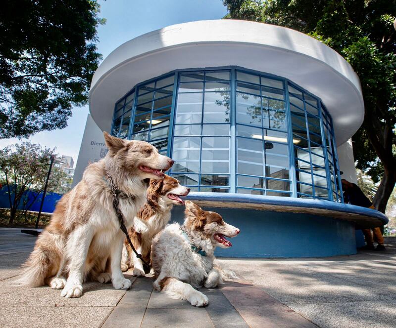 Sandra Cuevas inaugura clínica veterinaria.