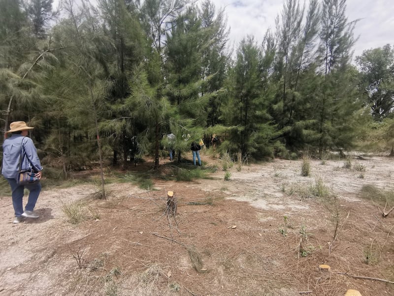 En el parque afirman viven varias especies de loro que deberían ser protegidas.