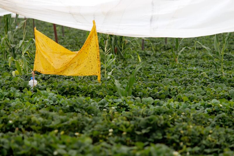 Michoacán 03/05/2023

El cultivo de fresas en la región de Maravatio forma parte de una iniciativa del proyecto Madre Tierra de Danone, el cual pretende mejorar la producción de la fresa a través de la agricultura regenerativa, lo que ha ayudado a algunos productores de la región.