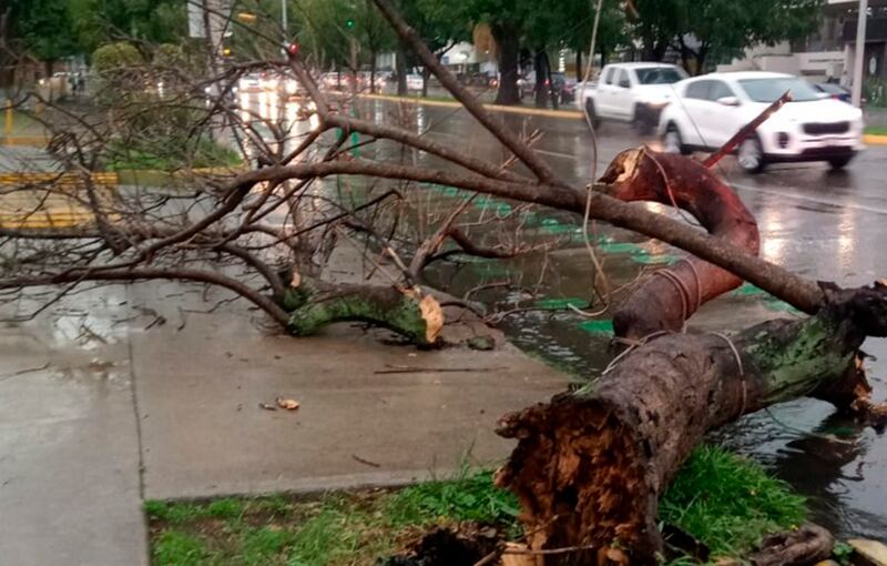 Autoridades señalan que los árboles ubicados en banquetas con corresponsabilidad del dueño de la finca más cercana.