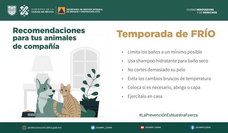 Bajas temperaturas cuidados a los animales de compañía