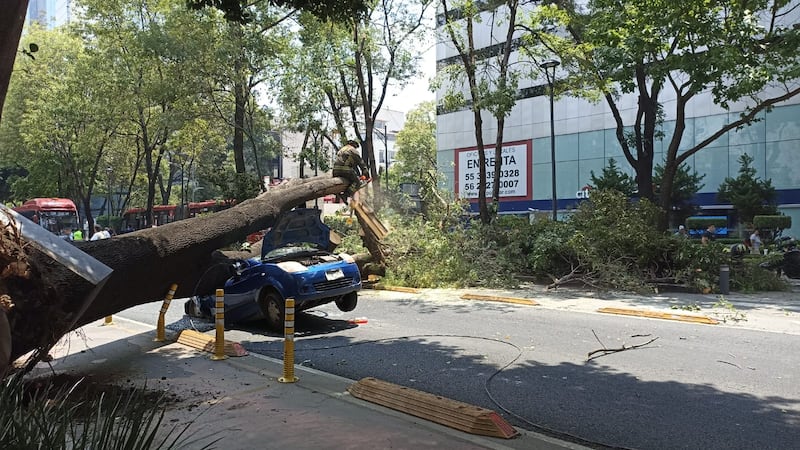 Árbol cae sobre vehículo en estación Nápoles del Metrobús