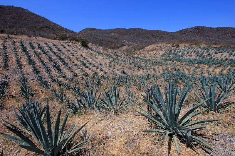 Las raíces mesoamericanas evolucionan para ofrecer una versión actual, mientras se conservan los toques ancestrales, de está bebida